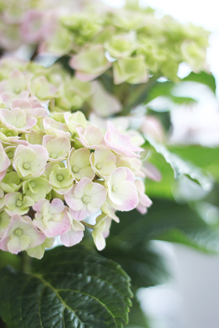 en-ny-hortensia-e-kommet-hjem2 en-ny-hortensia-e-kommet-hjem2