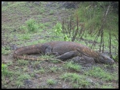 Indonesia, Komodo Island, 8 January 2013 (30)