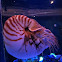Nautilus