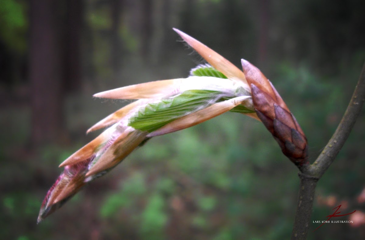 European Hornbeam