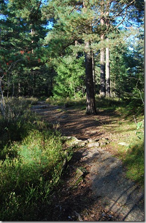 Tur i skogen sept 11 011