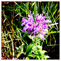 Bee Balm