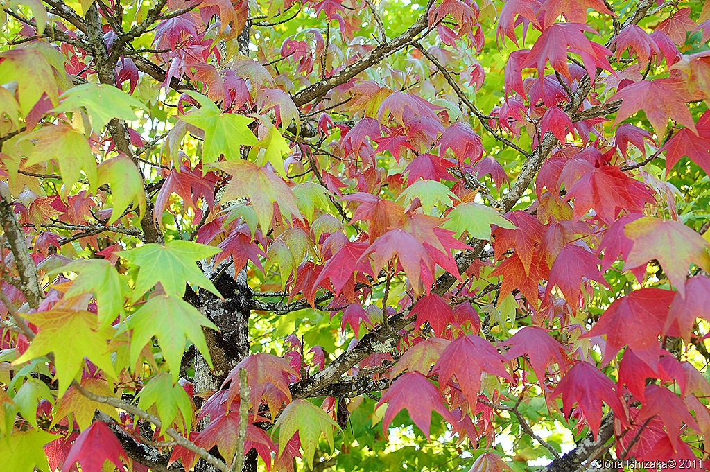 [5%2520-%2520Gl%25C3%25B3ria%2520Ishizaka%2520-%2520Outono%2520-%25202011%2520-%2520Portugal%255B9%255D.jpg]