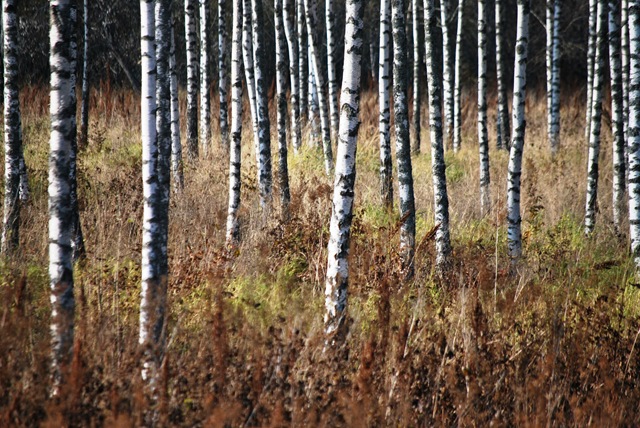 [Autumn%25202011%2520-%2520Birches%2520Oct%252016%255B3%255D.jpg]