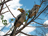 There's always plenty of southern hornbills around and ready to see if visitors have food. Transition to Madagascar - 036.jpg