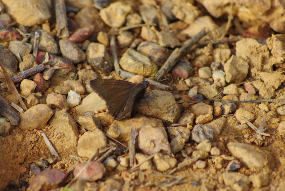 Hesperiidae. Carbets de Coralie (Crique Yaoni), 31 octobre 2012. Photo : J.-M. Gayman