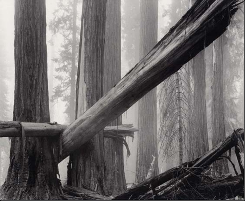 Fallen Sequoias, 1977