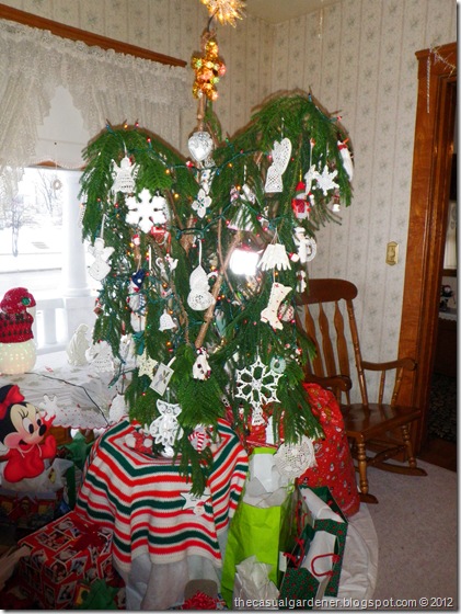 Norfolk Pine Christmas Tree