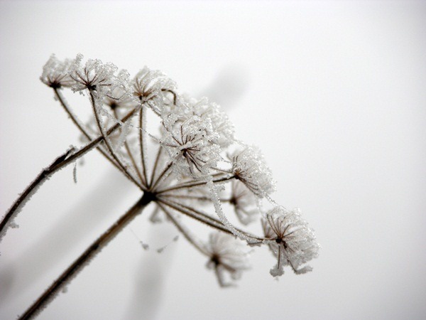 [8%2520frost%255B4%255D.jpg]