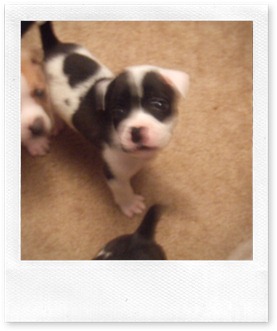 2005_1112puppiesetc0052