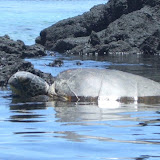 sunbathing turtle