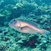 Bigeye Emperor - Photo (c) DavidR.808, some rights reserved (CC BY-NC-SA)