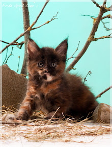Фото котенка мейн-кун Frida возраст 6 недель | Питомник Grey Claw`s