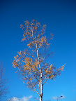 Birch in autumn