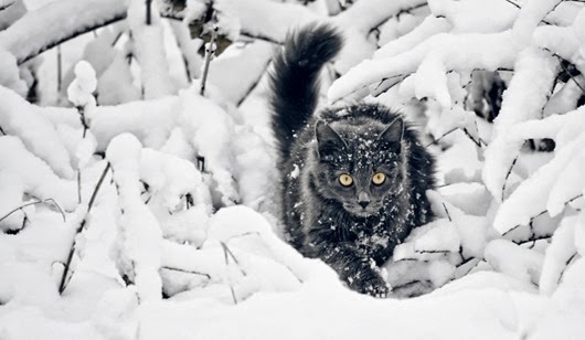 [cats-in-snow-1%255B2%255D.jpg]