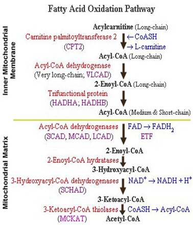 fatty acid oxidation pathway