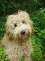 GorgeousDoodles Bentley is a<br />
Australian Labradoodle with a golden fleece coat.