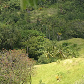 Jungle in Pulisan Discovery Sulawesi