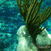  Snorkel Buck Island Reef 