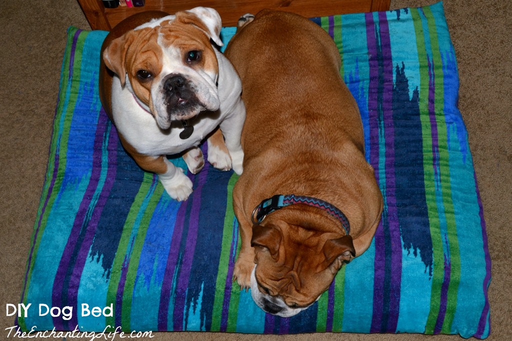 [Sleepy%2520Dogs%2520on%2520Their%2520New%2520Bed%255B3%255D.jpg]