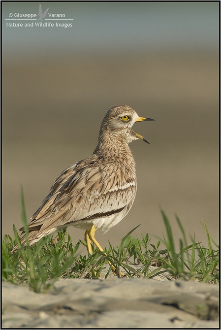 Occhione---Stone-Curlew-(Burhinus-oedicnemus)-061920111DIII1161