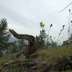 Natur pur