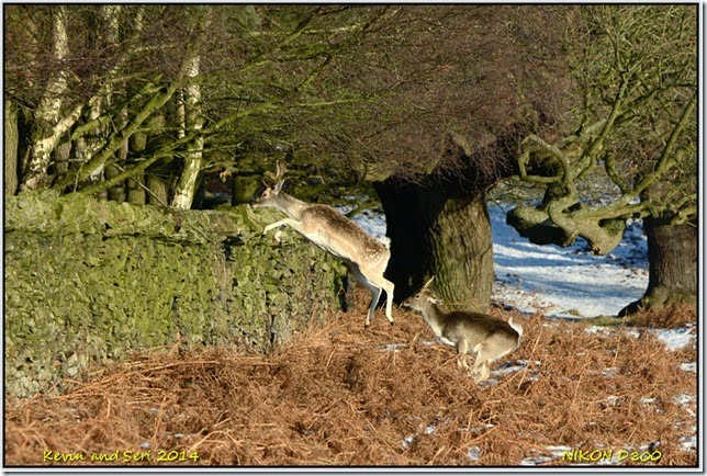 Bradgate Park - December