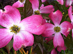 Oct 15 - Dogwood