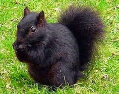 Black Squirrel Black Squirrel