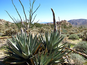 Agave or Century Plant shooting its bloom skyward