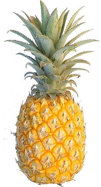 [pineapple%255B3%255D.jpg]