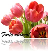 tulipa tulipa