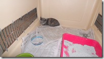 Stray-kitten Stray-kitten