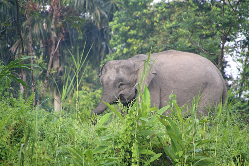 Pygmy elephant, an immature female