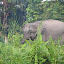 Pygmy elephant, an immature female