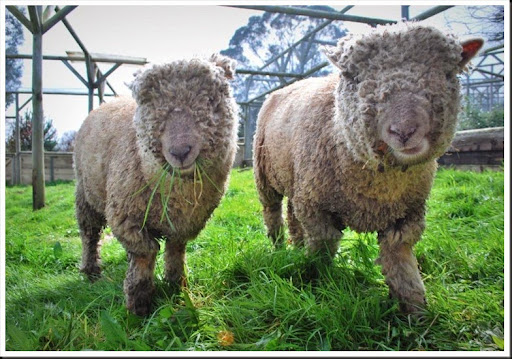 teddy bear sheep