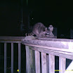 Racoon 027.JPG