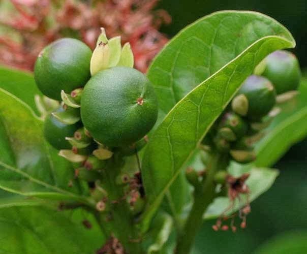 [Combretum%2520bracteosum%25201%255B2%255D.jpg]