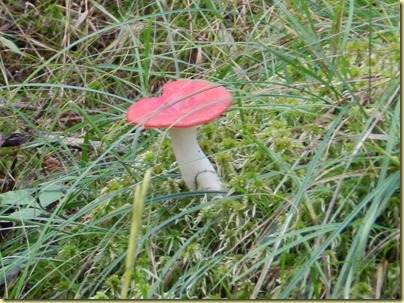 Don't know what kind this is Don't know what kind this is