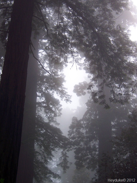 [Redwoods%2520Northern%2520Cali%2520010%255B13%255D.jpg]