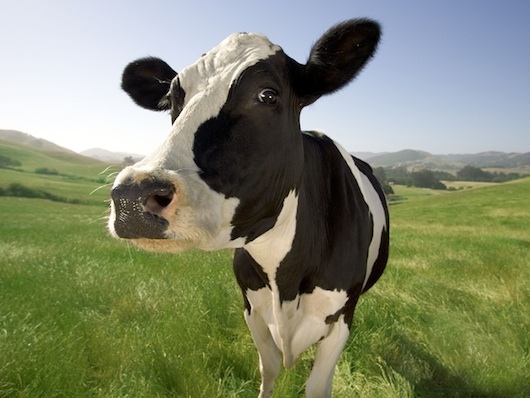 Moo