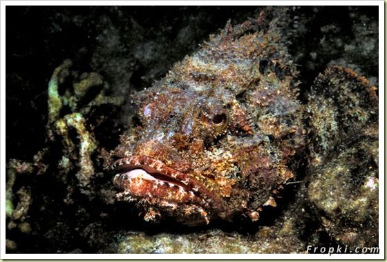 11 Most Poisonous Animals in the World: Box Jellyfish, King Cobra, Marbled Cone Snail, Blue-Ringed Octopus, Death Stalker Scorpion, Stonefish, and the last one is.....