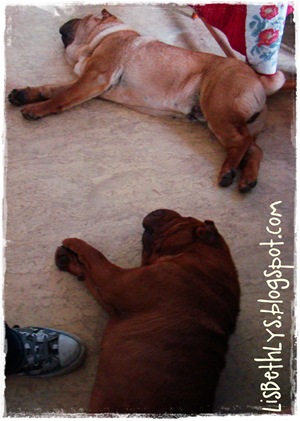 Shar Pei4 Shar Pei4
