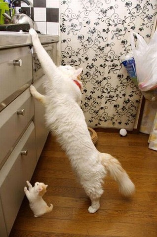 [animals-mini-me-9%255B2%255D.jpg]