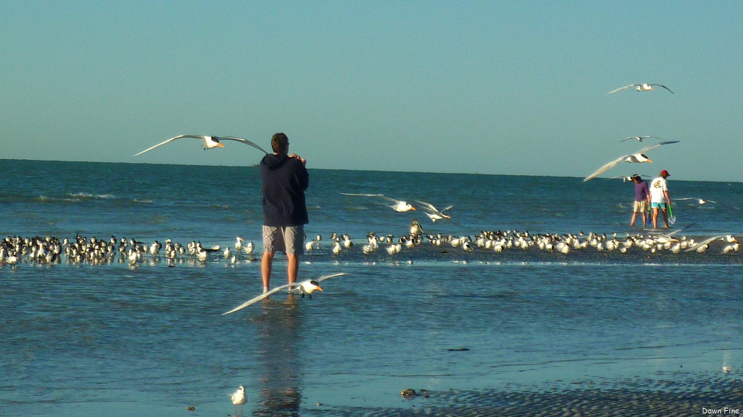 [Sanibel%2520Shell%2520and%2520birds_027%255B5%255D.jpg]