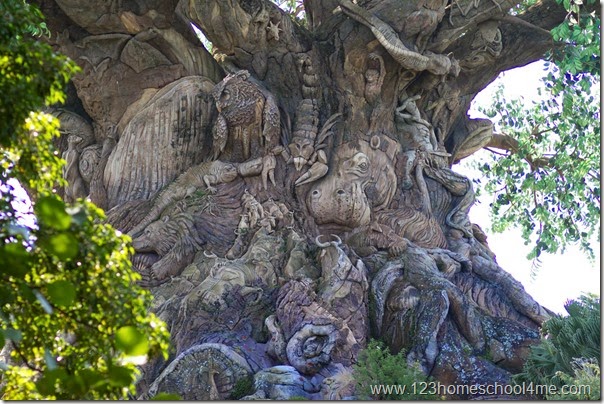 Animal Kingdom - Tree of Life Animal Kingdom - Tree of Life