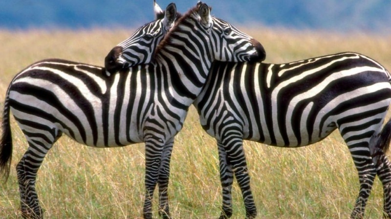 [Serengeti-Love%252C-Burchells-Zebras%255B2%255D.jpg]