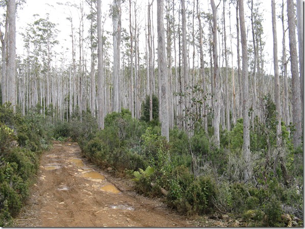 Lovely eucalypts on   White Timber Trail