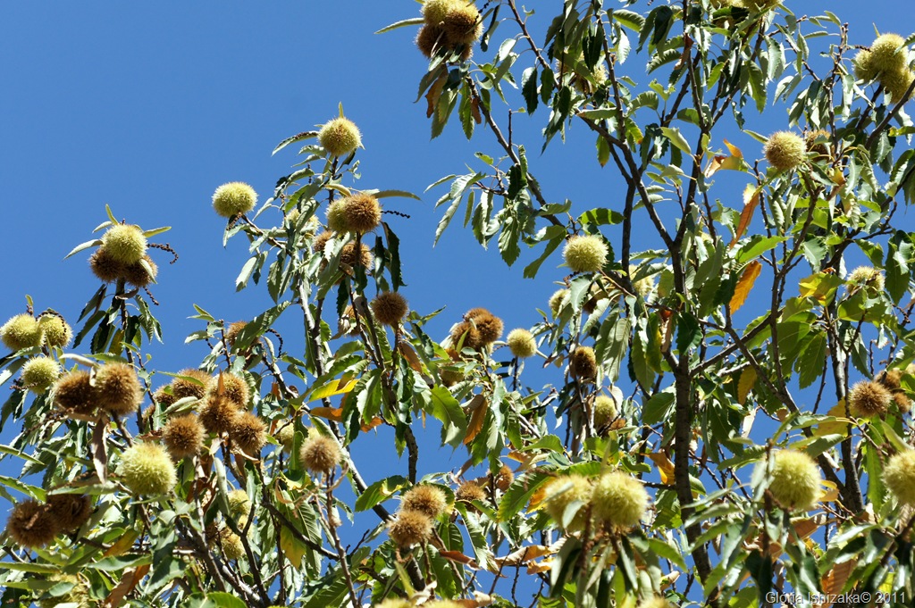[42%2520-%2520Gl%25C3%25B3ria%2520Ishizaka%2520-%2520Outono%2520-%25202011%2520-%2520Portugal%2520-%2520castanheira%255B8%255D.jpg]