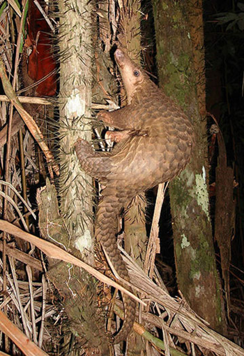 A Sunda pangolin on the island of Borneo. Piekfrosch via mongabay.com